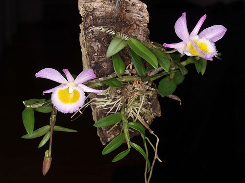 Dendrobium loddigesii grown mounted