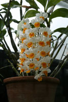 Dendrobium thyrsiflorum