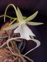 Dendrophylax lindenii, the Ghost Orchid