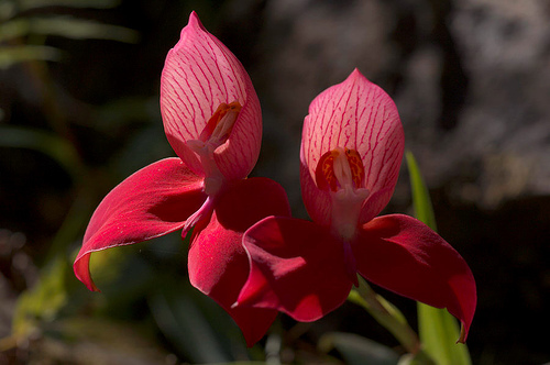 Disa uniflora