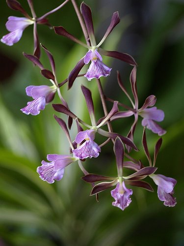 Encyclia Ginger Snap