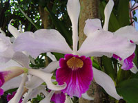 Laelia purpurata