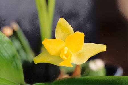 Lycaste cruenta