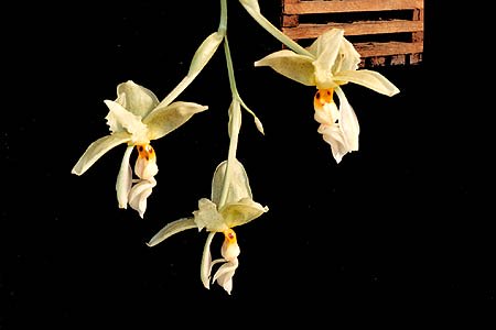 Stanhopea graveolens