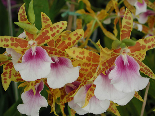 Miltonia Goodale Moir