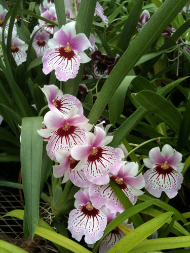 Miltoniopsis Maui Mist 'Golden Gate'