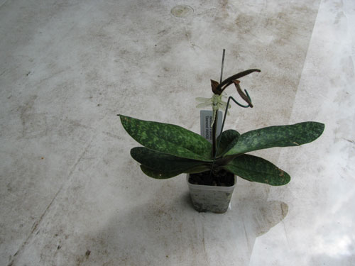 A Paphiopedilum ready for repotting