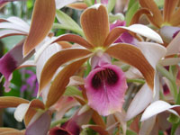 Phaius tancarvilleae, the Nun Orchid