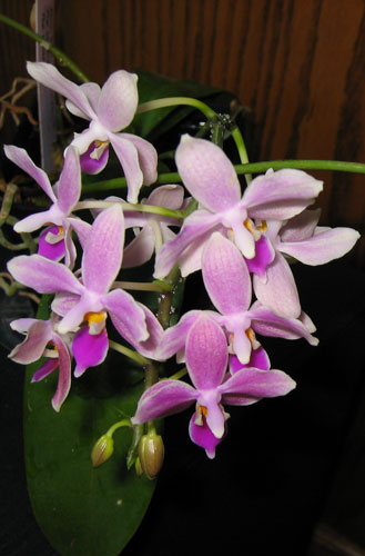 Phalaenopsis Kuntrarti Rarashati