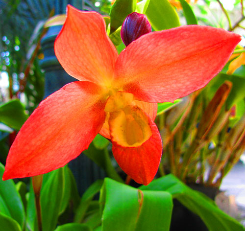 Phragmipedium Don Wimber