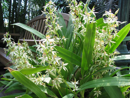 Prosthechea trulla (syn. Encyclia lancifolia)