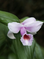 Sobralia decora