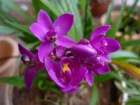 Spathoglottis plicata