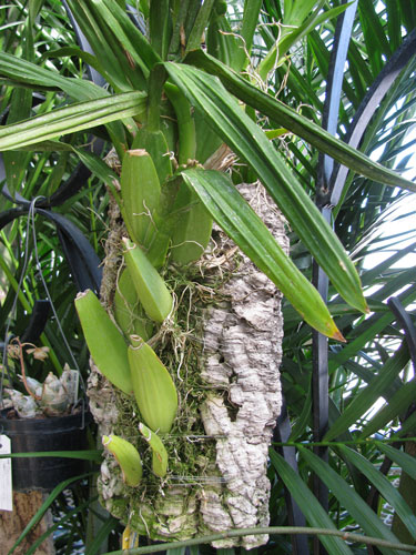 A sympodial orchid