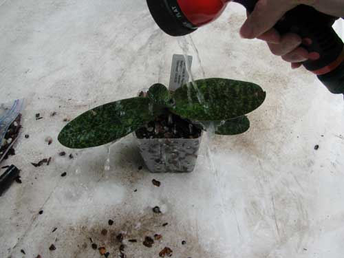 Watering the orchid after repotting