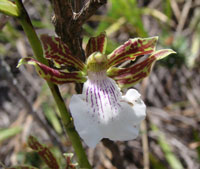 Zygopetalum sincoranum