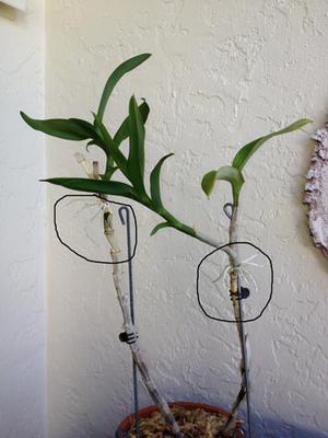 Repot?